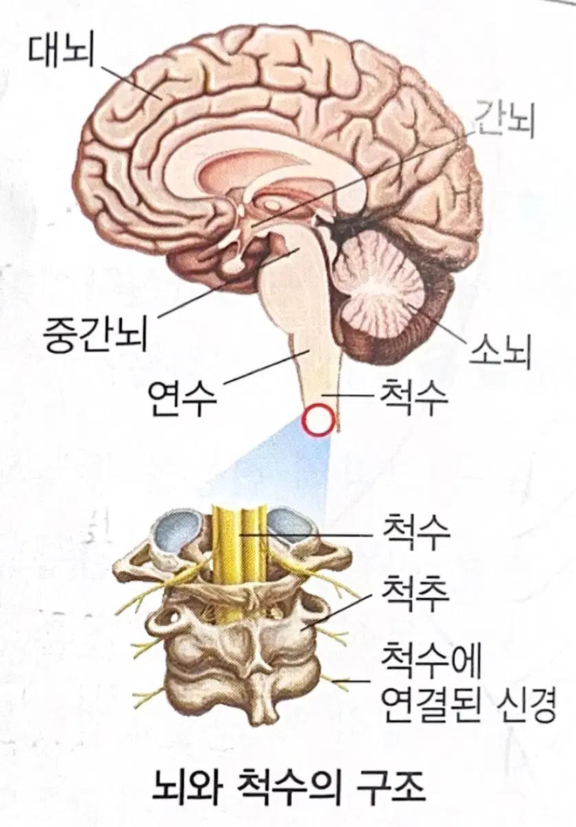 중3 과학 자극의 전달과 반응 (뉴런,신경계,자극반응경로)